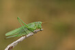 A rare Great Green Bush-cricket, Tettigonia viridissima, resting on a twig.