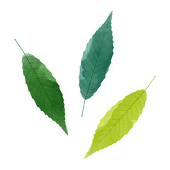 Wall Mural - Vector watercolor illustration of green leaves isolated on background.