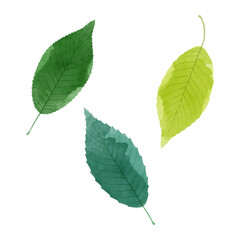 Wall Mural - Vector watercolor illustration of green leaves isolated on background.