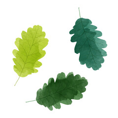 Wall Mural - Vector watercolor illustration of oak leaves isolated on background.