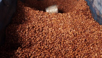 Wall Mural - Fresh cocoa beans are fermented with yeast before drying in the sun, These dried cocoa beans serve as the fundamental ingredient for the chocolate.