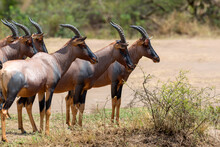 Topi Antelope (Damaliscus Lunatus)