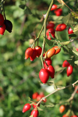Wall Mural - Close-up of red ripe dog-rose berries. Rosa canina fruits. Wild rose hips on bush in nature