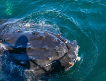 A Humpback Whale Pokes Its Head Out Of The Water Showing Barnacles Growing On The Skin During A Whale Watching Trip