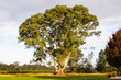 © lkonya - Majestic gum tree lit by the late afternoon autumn sun - Whitfield, Victoria, Australia