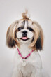 Cute funny shih tzu breed dog outdoors. Dog grooming. Funny dog at the city