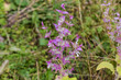 Stem of blooming salvia on a blurred background