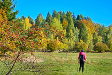 Beautiful Rose Hips Against The Blurred Background Of Autumn Forest And And Woman Tourist With  Backpack Stand On The Hill. 
Selective Focus, Blurred Autumn Color Forest View Scenery  Background.
