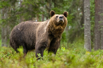 Wall Mural - big male brown bear in the forest scenery at summer evening