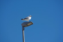 A Seagull On Top Of A Lamp Post. Estuary Of The Loire River, France.