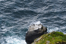 Cormorants Resting On A Rock On An Agitated Ocean