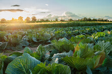 Landscape View Of A Freshly Growing Cabbage Field.