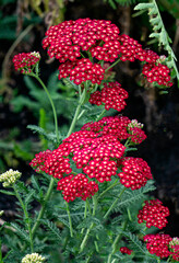 Medicinal plant yarrow with red flowers in a flower bed.