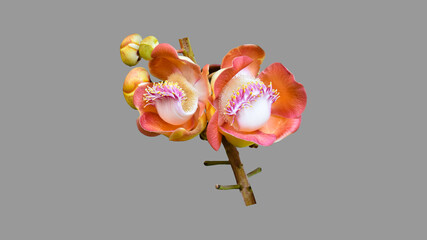 Isolated pink cannon ball flower head with clipping paths.