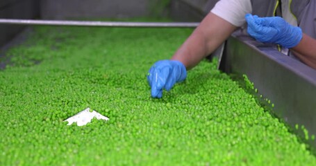 Wall Mural - Industrial production of peas in food processing plant. Women working, sorting peas on a conveyor in food factory. Close up, indoors footage