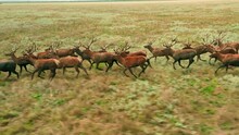 Wild Deer Animal Nature Wildlife Roe Hunter Herb Family Running