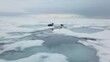 Two fat adult seals, sea calf lie on an snow-cowered ice floe at picturesque sunset. Lake Baikal wildlife animals spring landscape. Ice melting thaw. Unique Siberia stock footage. Aerial approach to