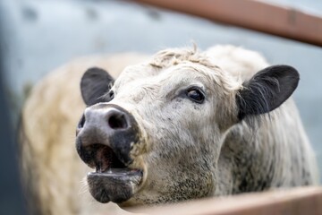 Sticker - big bull on a farm in australia