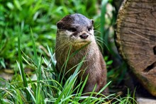 Close-up Shot Of A Eurasian Otter Sitting On The Grass