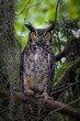 Vertical closeup of a great horned owl (Bubo virginianus) perched on a branch looking at the camera