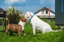 White Coat American Bulldog Dog And American Bully Dog Guards The House