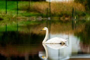 Poster - Beautiful view of a graceful swan floating in the lake