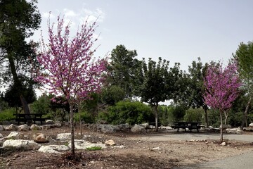 Two flowering trees with lilac flowers