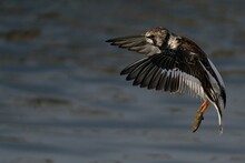 Close-up View Of A Ruddy Turnstone In Flight On A Sunny Day