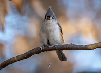 Wall Mural - A pooping tufted titmouse perched in a tree 