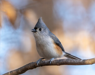 Wall Mural - A tufted titmouse perched on a branch 