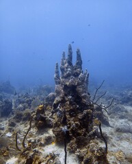 Wall Mural - Vertical shot of a coral reef in Jamaica