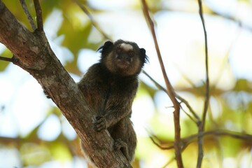 Wall Mural - adorable small monkey