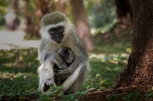 Closeup Of A Vervet Monkey (Chlorocebus Pygerythrus) With Its Baby, Sitting Near A Tree