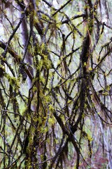 Vertical shot of tree moss in Oregon