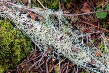 Top view of a tree moss on the grass in Oregon
