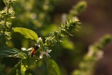 Closeup Shot Of A Bee On The Basil (Ocimum) Plant