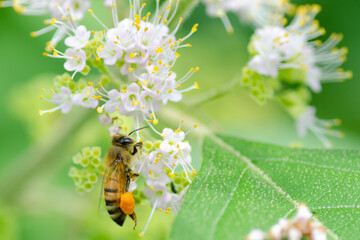 A honey bee collecting pollen from small white flowers and adding it to her pollen basket.