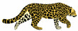 walking amur leopard vector illustration