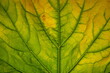 Detail of courgette leaf