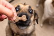 © ValeriyPH - the dog is waiting for a tasty treat. treat for a dog in the form of a bone in a human hand. dog training