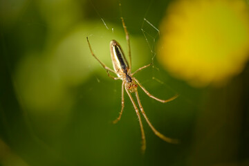 Macro of a beautiful spider on the web