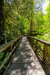 Trail in Lush Green Rain Forest in Pacific Northwest. MacMillan Provincial Park, Vancouver Island, BC, Canada. Nature Background