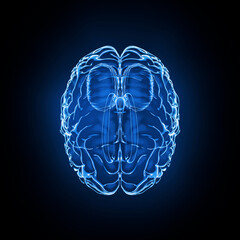 Fototapete - Brain model x-ray look isolated on black background, top view