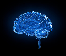 Fototapete - Brain model x-ray look isolated on black background, side view