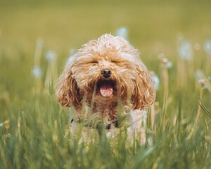 Wall Mural - Selective of a Toy poodle puppy in green grass