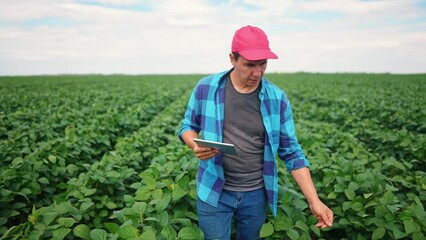 Wall Mural - Agriculture. farmer walks through the field with soybeans green plants plantation soybean field green bean plants. business farming concept. a farmer works in a lifestyle field with green soybeans