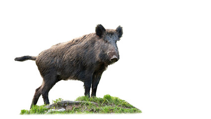 Wild boar, sus scrofa, standing on grass isolated on white background. Brown pig looking on green field cut out on blank. SNout watching on meadow with copy space.