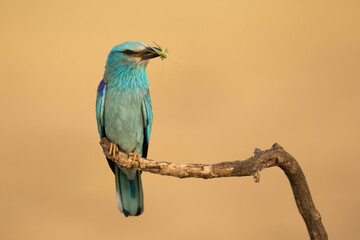 Wall Mural - European roller, coracias garrulus, holding insect in beak on branch with copy space. Turquoise bird sitting on bought in spring. COlorful feathered animal eating prey on wood.