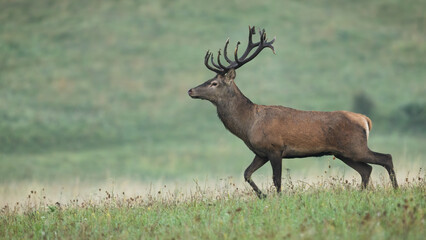 Wall Mural - Red deer, cervus elaphus, walking on grassland in autumn morning mist. Stag moving on field in fall fog. Male mammal marching on flowered meadow in nature