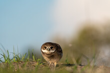 Little Burrowing Owl Have A Stare Down